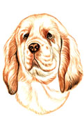 Clumber Spaniel